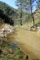 Baja California Treefrog Habitat