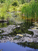 Baja California Treefrog Habitat