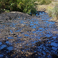 Baja California Treefrog Habitat