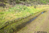 Baja California Treefrog Habitat