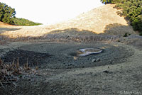 California Red-legged Frog Habitat