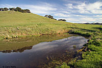 california toad habitat