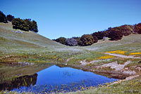 California Red-legged Frog Habitat