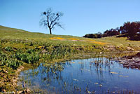 California Red-legged Frog Habitat