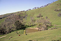 California Red-sided Gartersnake Habitat