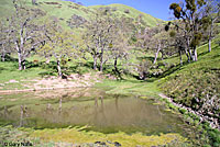 California Red-sided Gartersnake Habitat