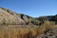 Baja California Treefrog Habitat