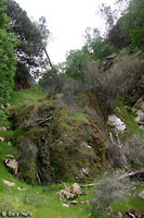 Baja California Treefrog Habitat