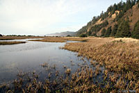 Northern Pacific Treefrog Habitat