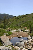 Baja California Treefrog Habitat