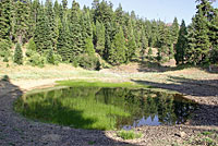 Sierran Treefrog Habitat