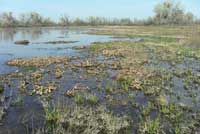 Baja California Treefrog Habitat