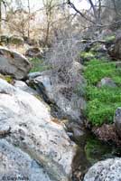 Baja California Treefrog Habitat