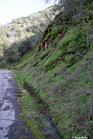 Sierran Treefrog Habitat