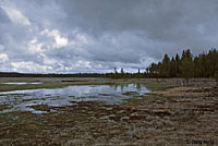 Sierran Treefrog Habitat