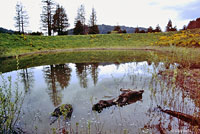 Northern Red-legged Frog Habitat