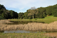 California Red-legged Frog Habitat