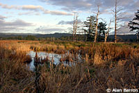 Northern Red-legged Frog Habitat