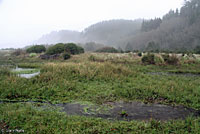 Northern Red-legged Frog Habitat