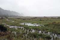 Northern Red-legged Frog Habitat