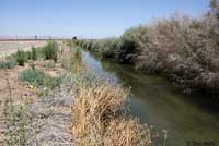 American Bullfrog Habitat