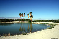 Rio Grande Leopard Frog Habitat