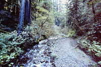 foothill yellow-legged frog habitat