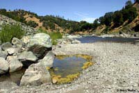 foothill yellow-legged frog habitat