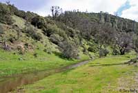 foothill yellow-legged frog habitat