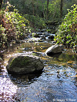 foothill yellow-legged frog habitat