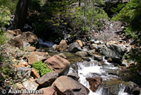 foothill yellow-legged frog habitat