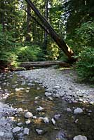 Wandering Salamander Habitat