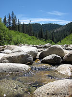 foothill yellow-legged frog habitat