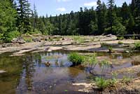 rana boylii habitat