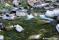 foothill yellow-legged frog habitat