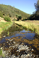 rana boylii habitat