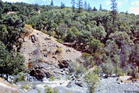 foothill yellow-legged frog habitat