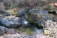 foothill yellow-legged frog habitat