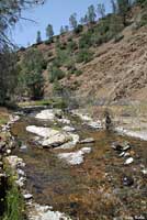 foothill yellow-legged frog habitat