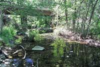 foothill yellow-legged frog habitat