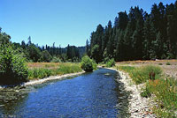 foothill yellow-legged frog habitat