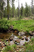 Coastal Giant Salamander Habitat