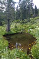 Cascades Frog Habitat