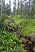 Cascades Frog Habitat