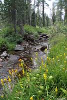 Cascades Frog Habitat