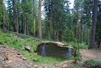 Cascades Frog Habitat