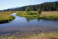 Cascades Frog Habitat