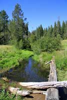 Cascades Frog Habitat