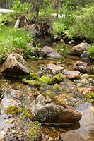 Cascades Frog Habitat