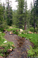 Cascades Frog Habitat